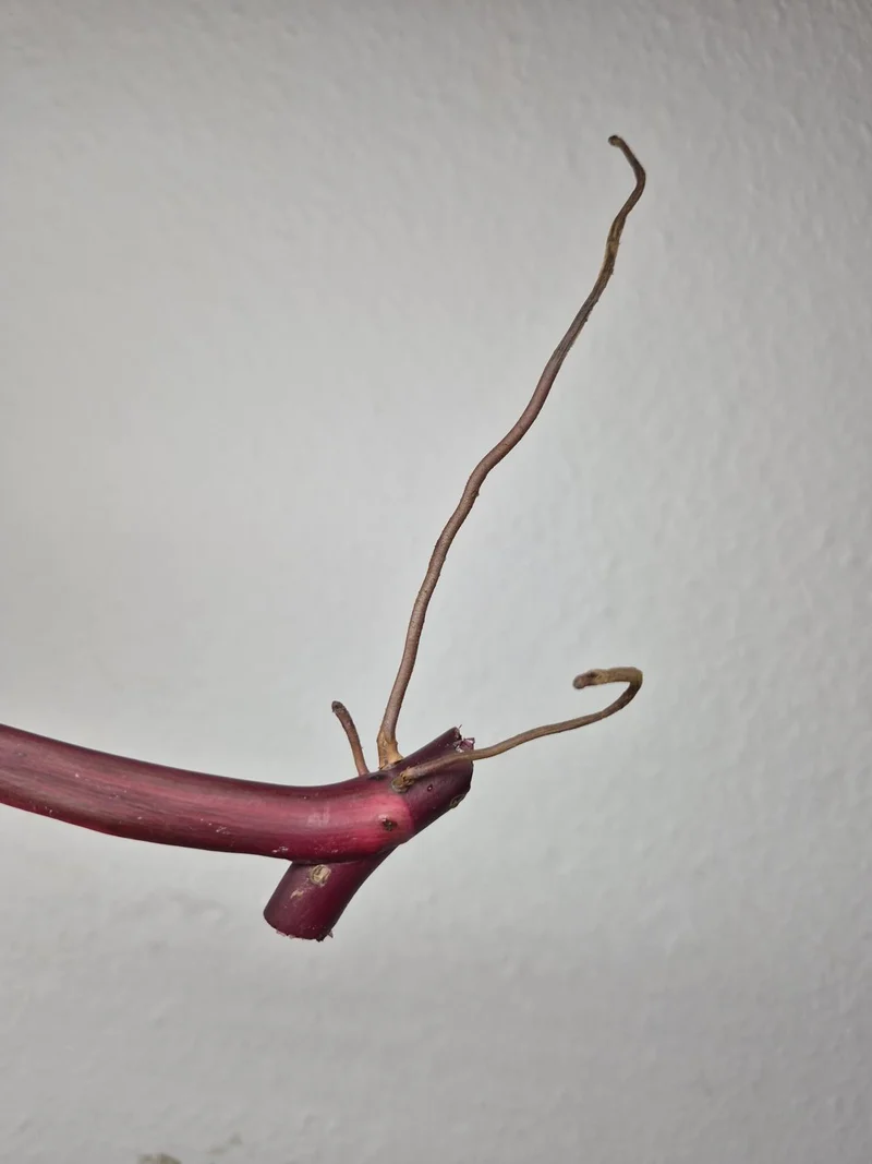 Philodendron Strawberry Shake Stecklinge