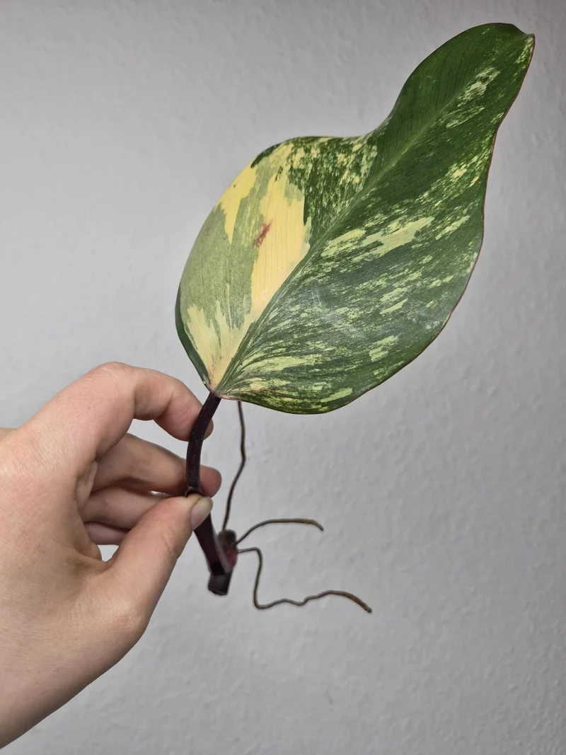 Philodendron Strawberry Shake Stecklinge
