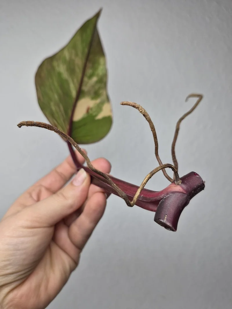 Philodendron Strawberry Shake Stecklinge