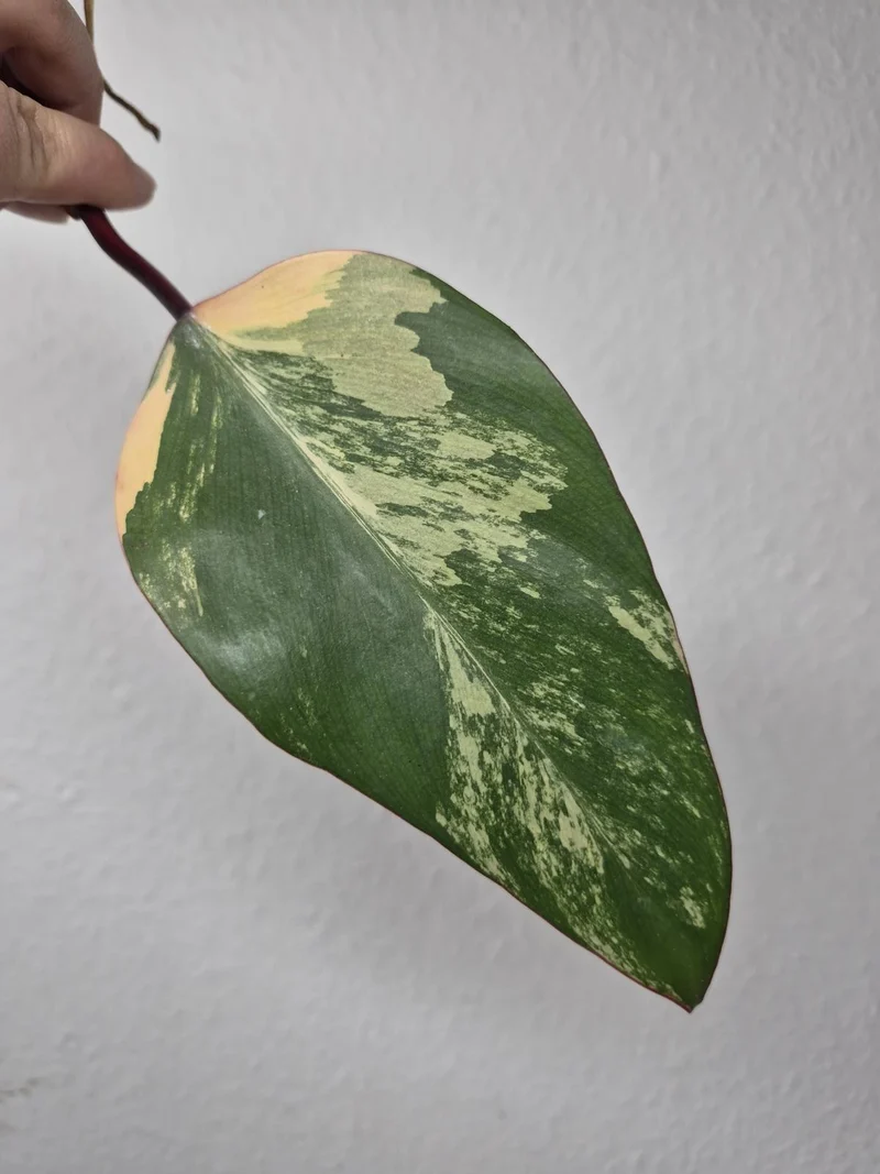 Philodendron Strawberry Shake Stecklinge