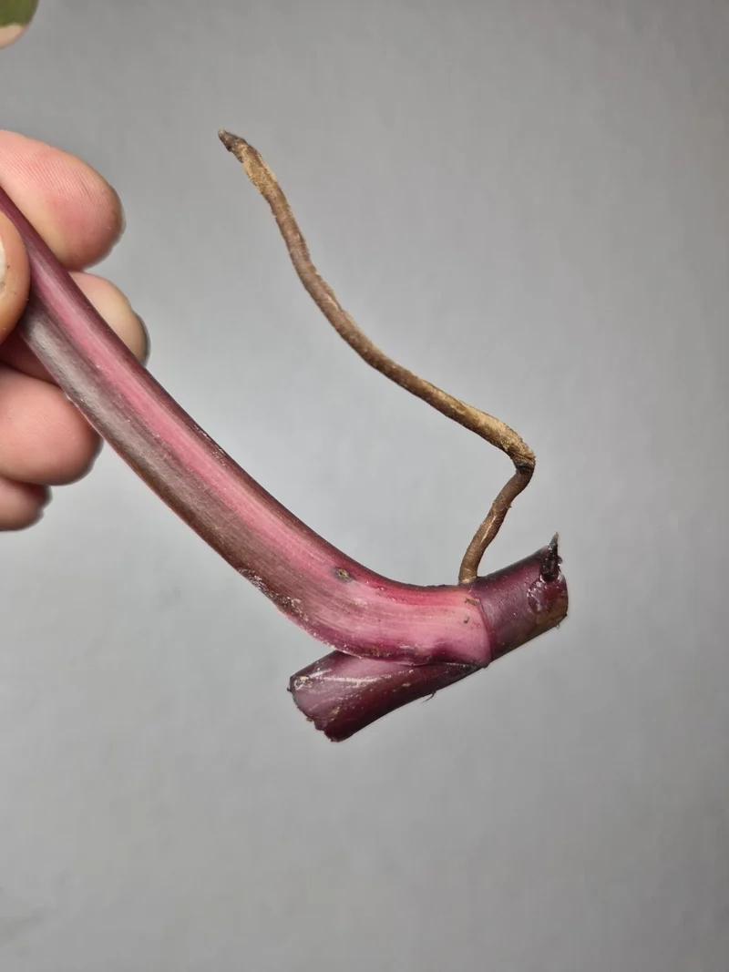 Philodendron Strawberry Shake Stecklinge