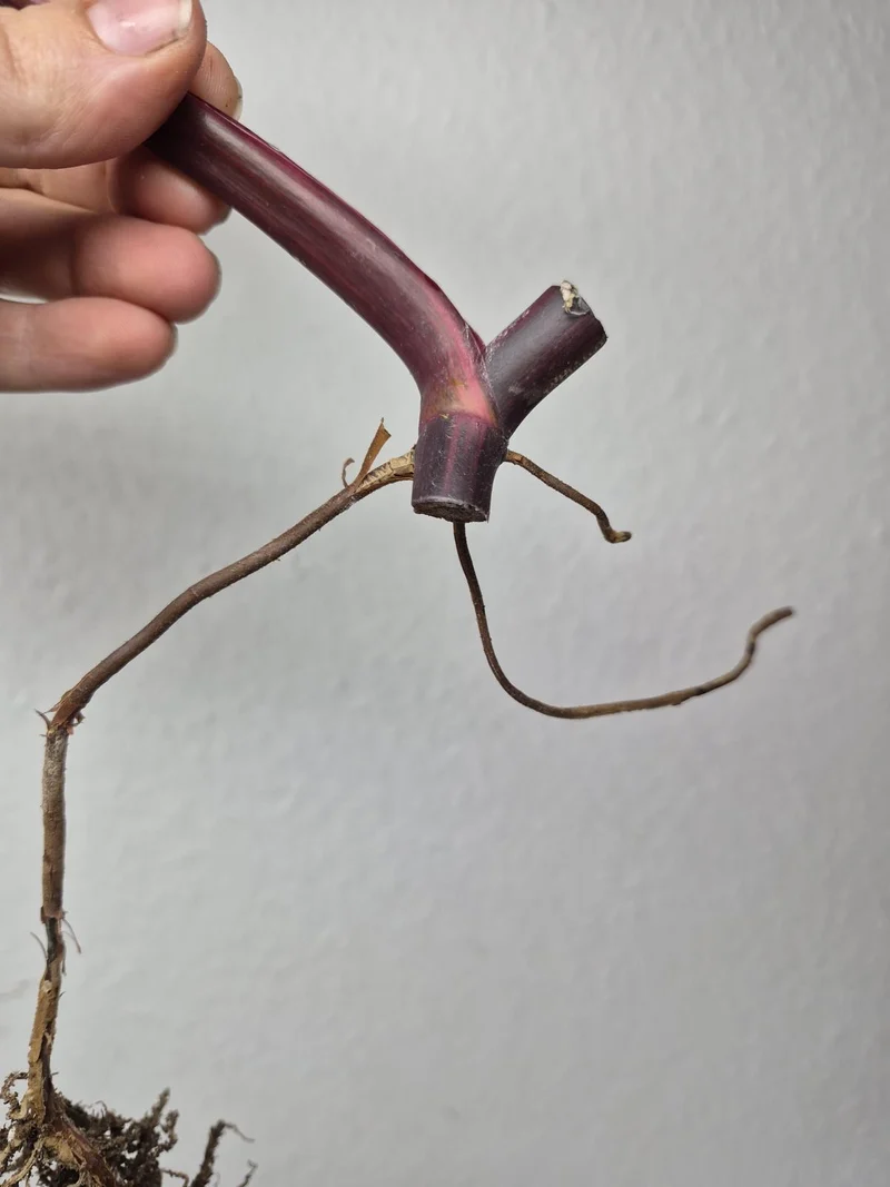 Philodendron Strawberry Shake Stecklinge