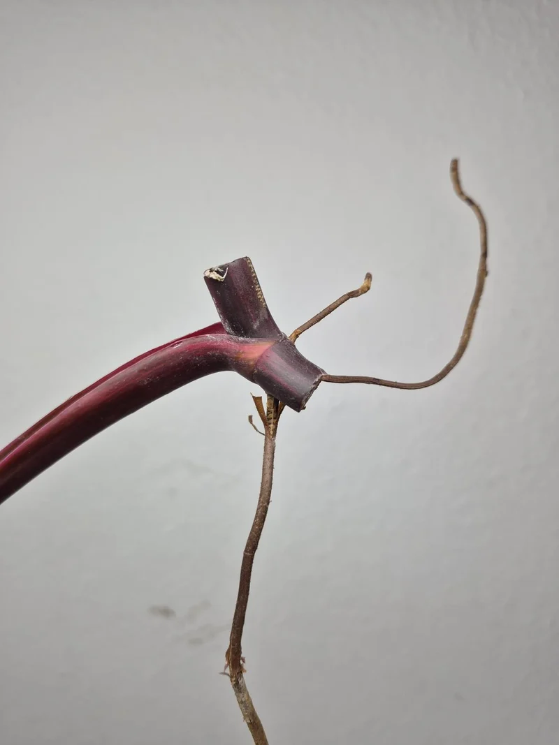 Philodendron Strawberry Shake Stecklinge