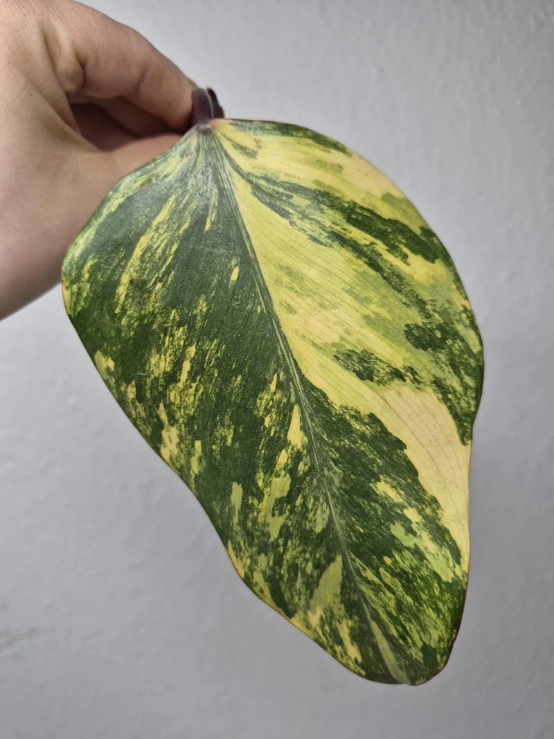 Philodendron Strawberry Shake Stecklinge