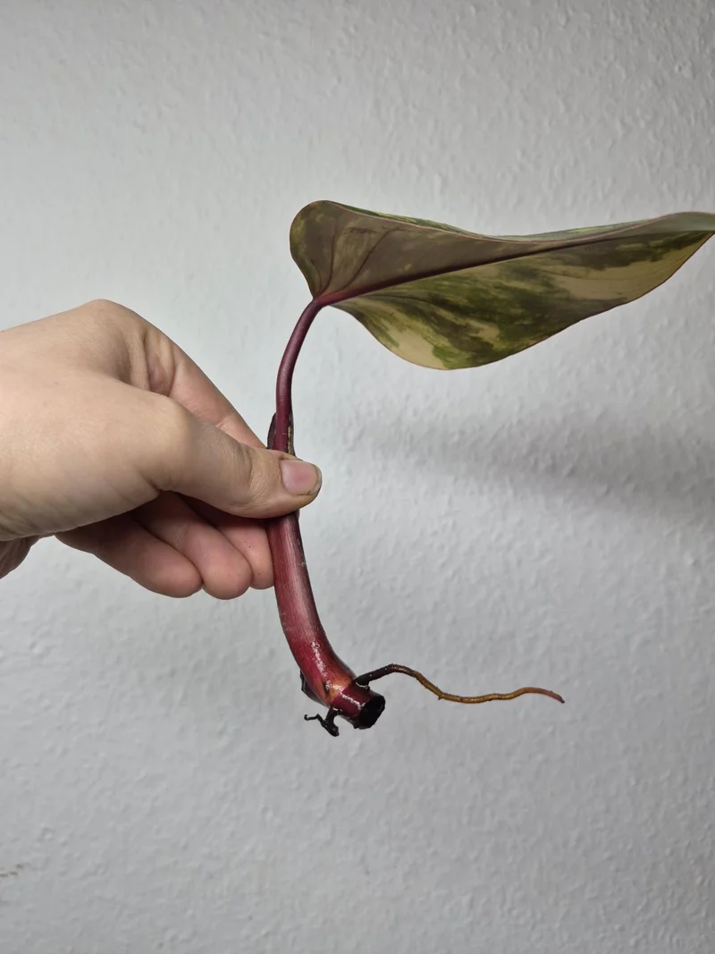 Philodendron Strawberry Shake Stecklinge