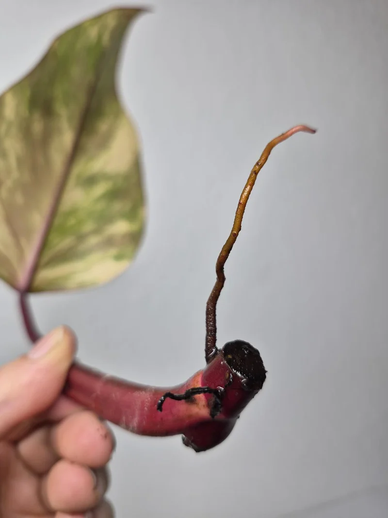Philodendron Strawberry Shake Stecklinge