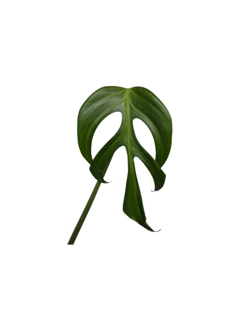 Monstera Burle Marx Flame Steckling Adult