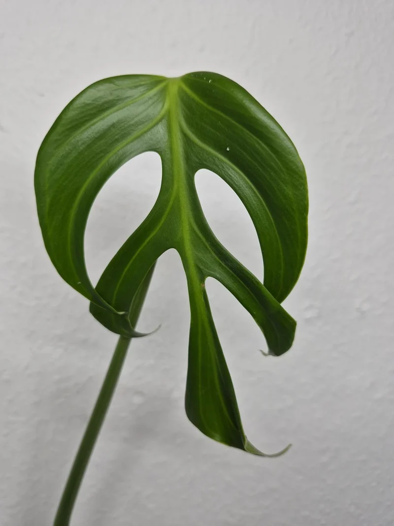 Monstera Burle Marx Flame Steckling Adult
