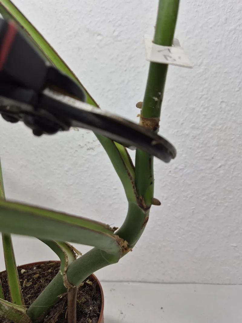 Monstera Burle Marx Flame Steckling Adult