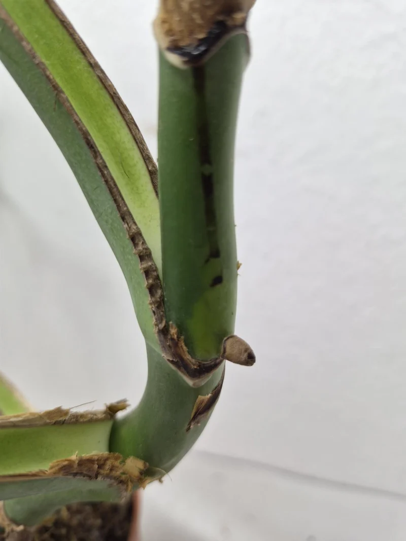 Monstera Burle Marx Flame Steckling Adult