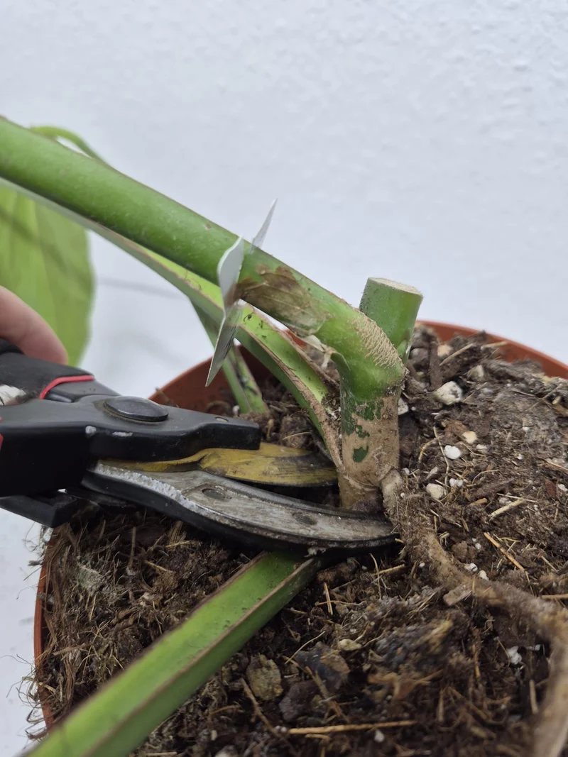 Monstera Burle Marx Flame Steckling Adult