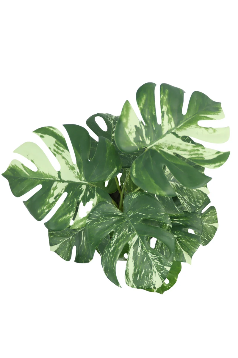 Monstera Kunstpflanze 40cm
