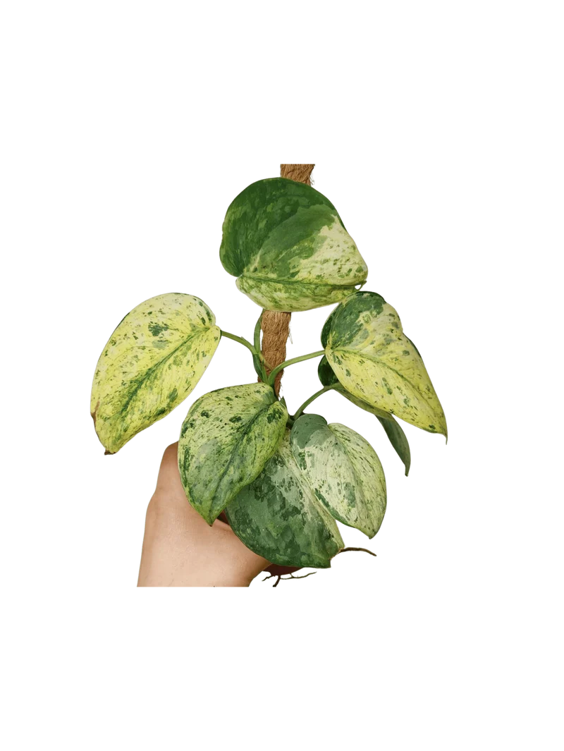 Scindapsus Jade Satin Marble