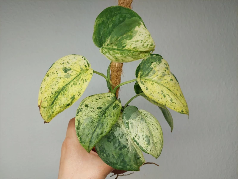 Scindapsus Jade Satin Marble