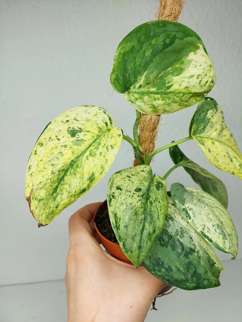 Scindapsus Jade Satin Marble