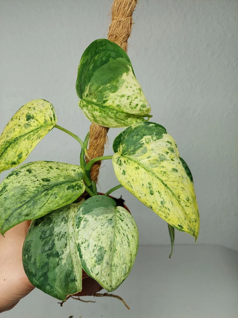 Scindapsus Jade Satin Marble