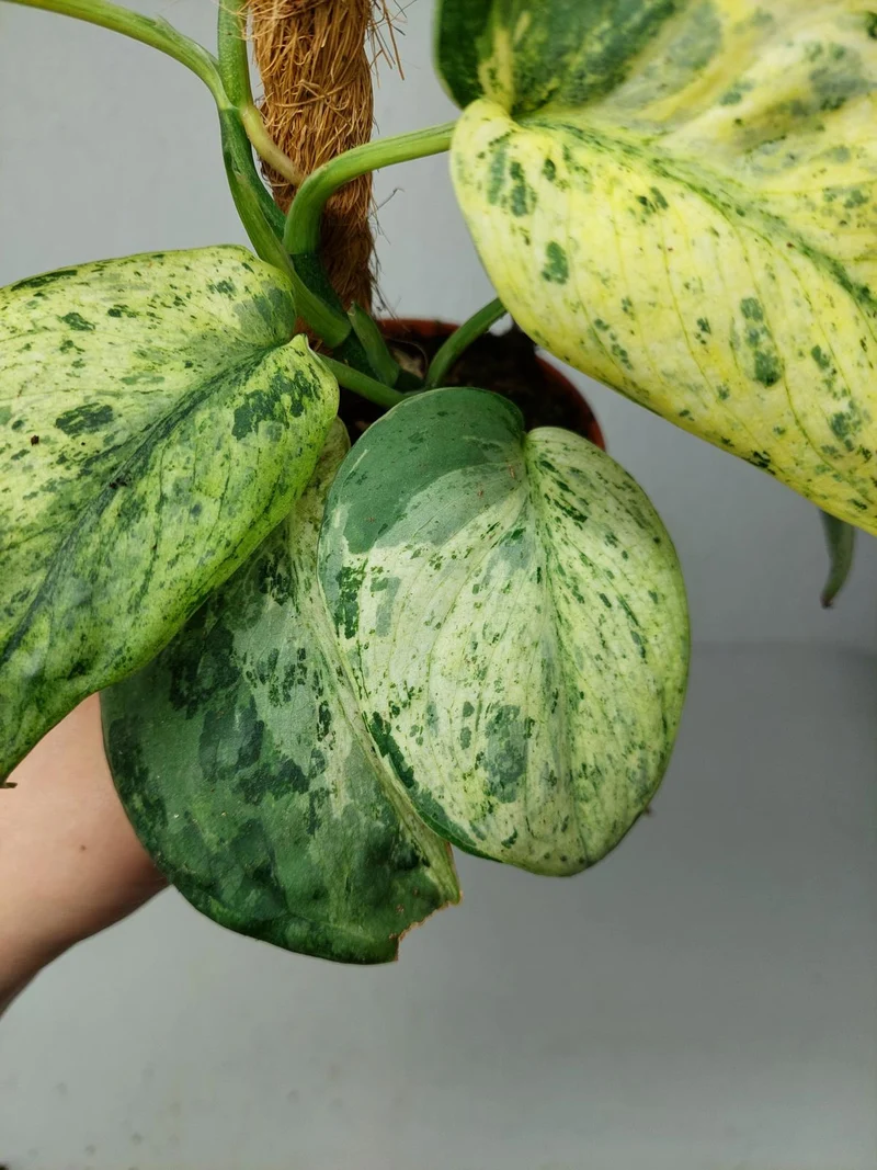 Scindapsus Jade Satin Marble