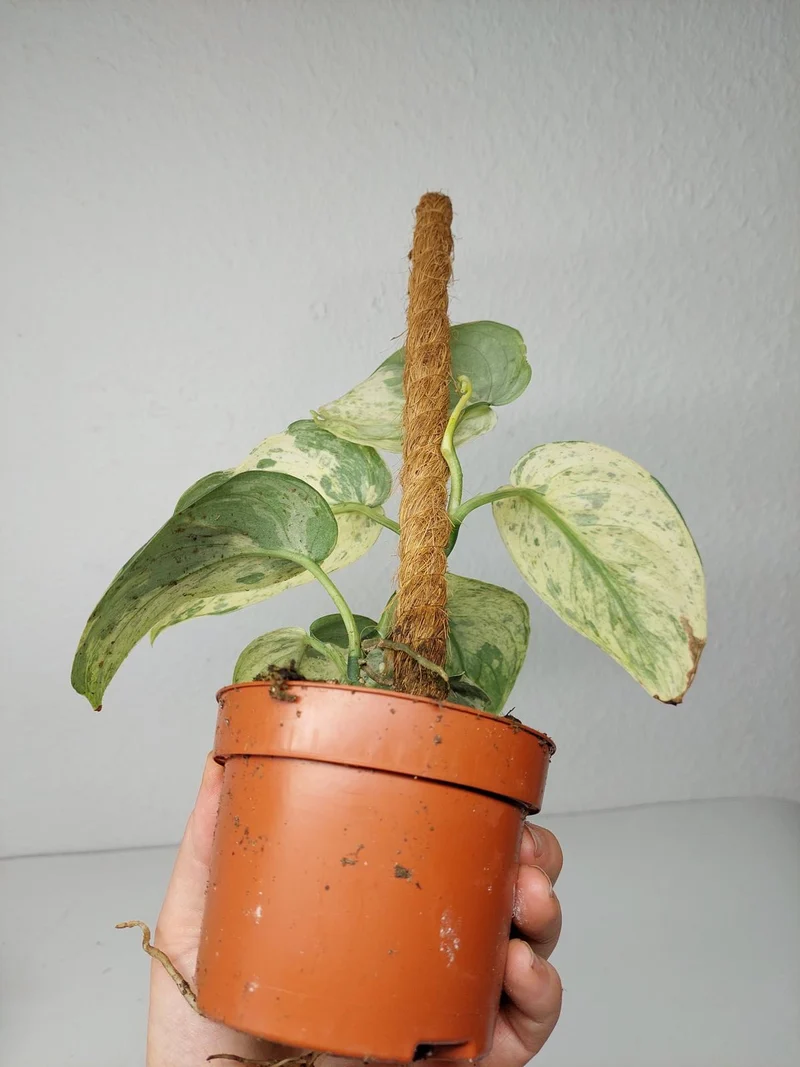 Scindapsus Jade Satin Marble