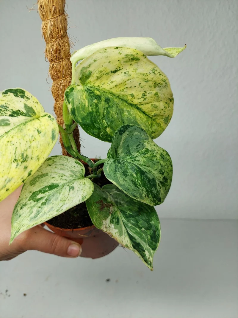Scindapsus Jade Satin Marble