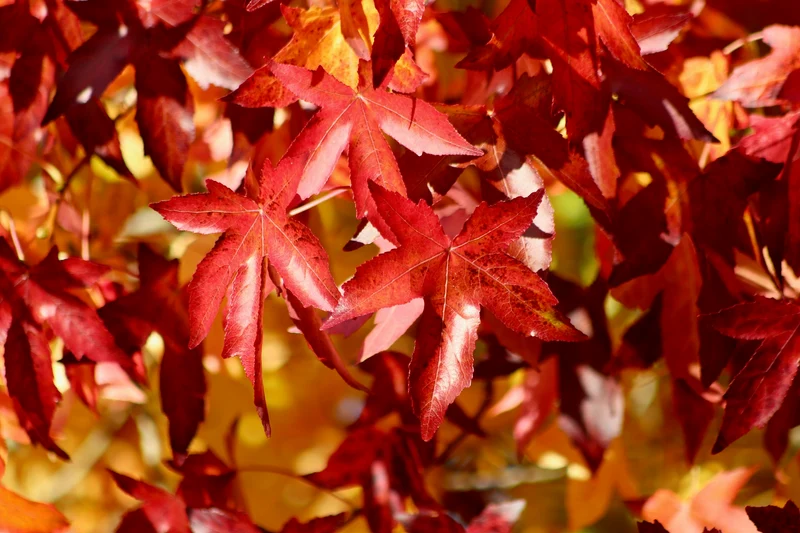 Amberbaum - Topf-/Containerpflanzen