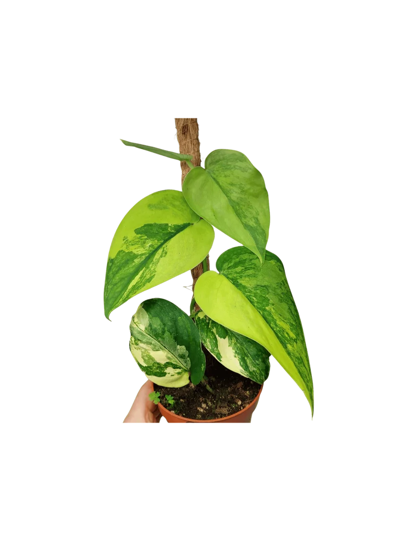 Scindapsus Jade Satin Aurea