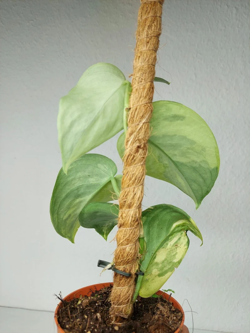 Scindapsus Jade Satin Aurea