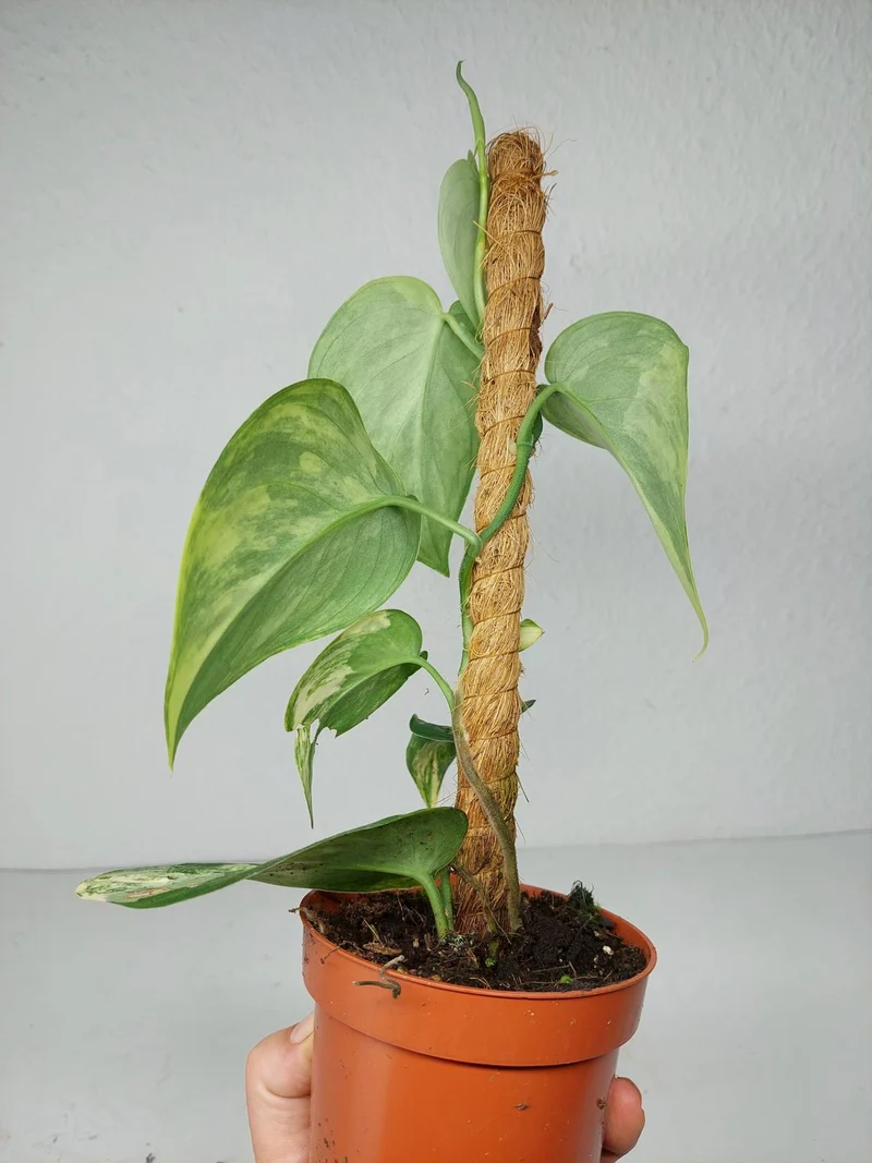 Scindapsus Jade Satin Aurea