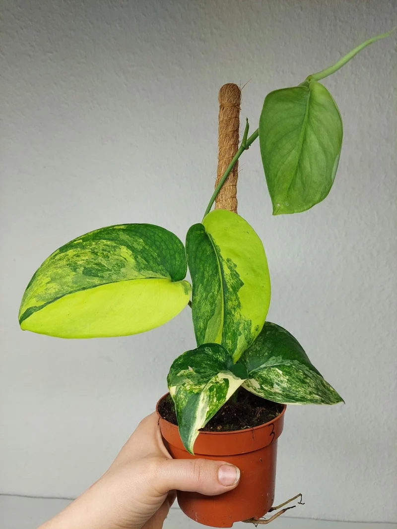 Scindapsus Jade Satin Aurea
