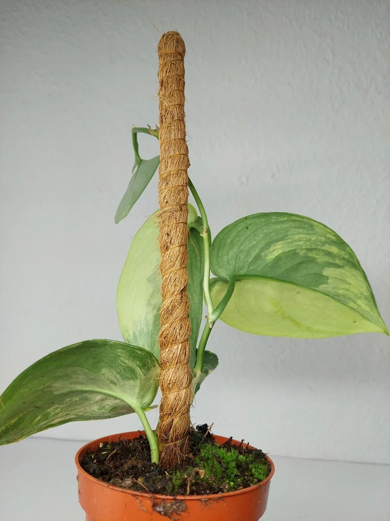 Scindapsus Jade Satin Aurea