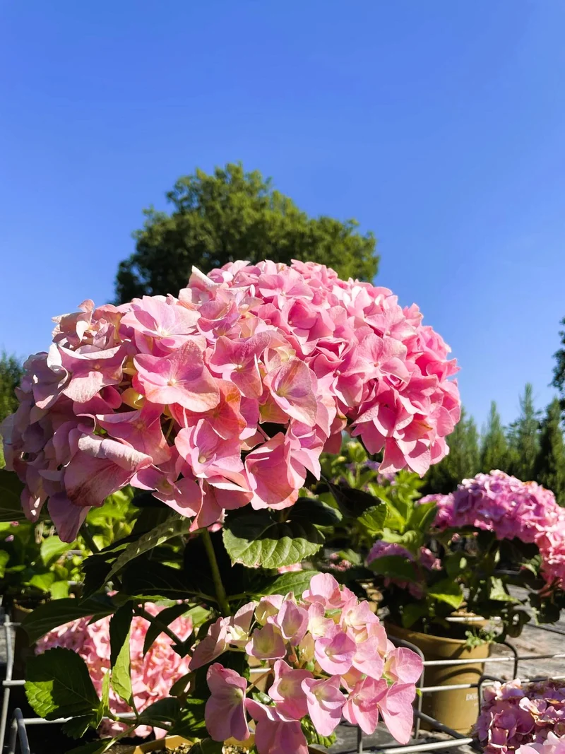 Ballhortensie 'Dolly Buster' - Topf-/Containerpflanzen