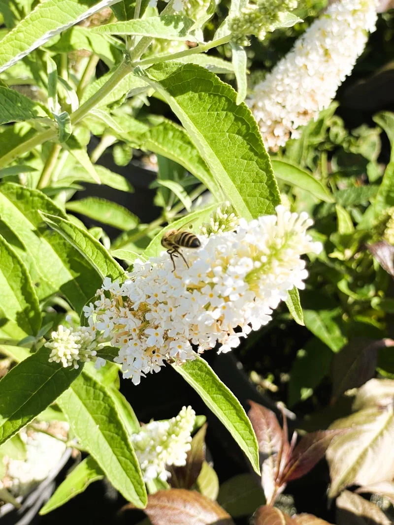 Zwerg-Sommerflieder Butterfly Candy Little White - Topf-/Containerpflanzen