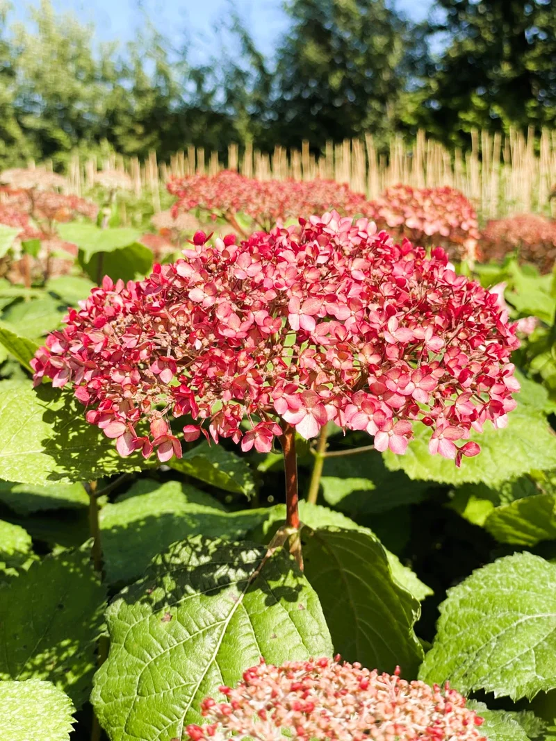Schneeballhortensie Pink Annabelle - Topf-/Containerpflanzen