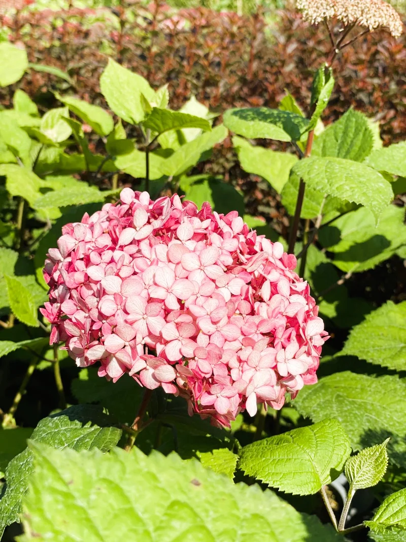 Schneeballhortensie Pink Annabelle - Topf-/Containerpflanzen