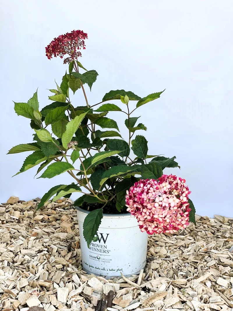 Schneeballhortensie Pink Annabelle - Topf-/Containerpflanzen