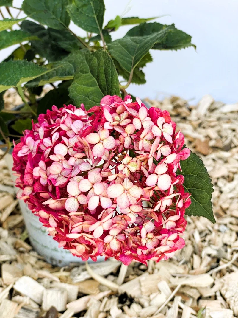 Schneeballhortensie Pink Annabelle - Topf-/Containerpflanzen