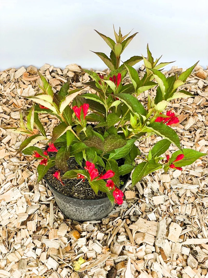 Weigelie All Summer Red - Topf-/Containerpflanzen