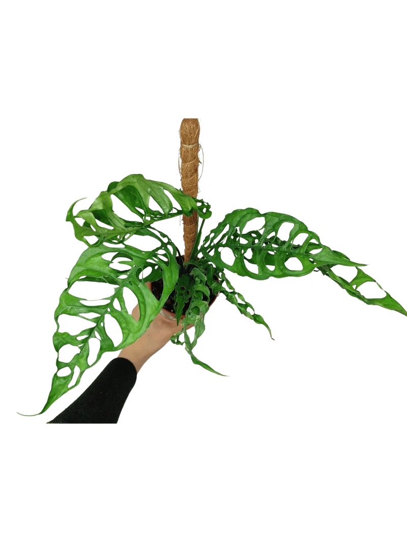 Monstera Obliqua Peru