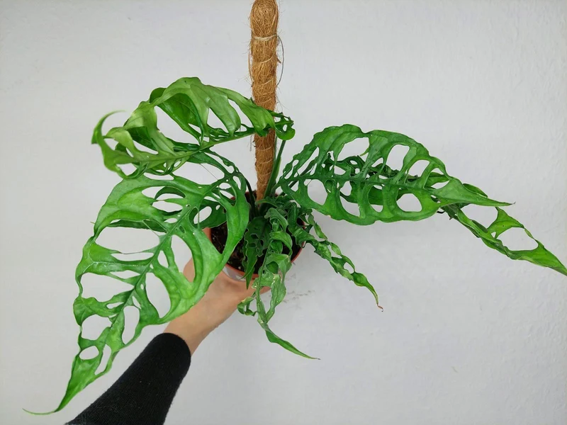 Monstera Obliqua Peru