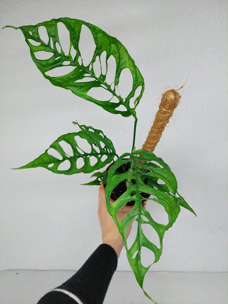 Monstera Obliqua Peru