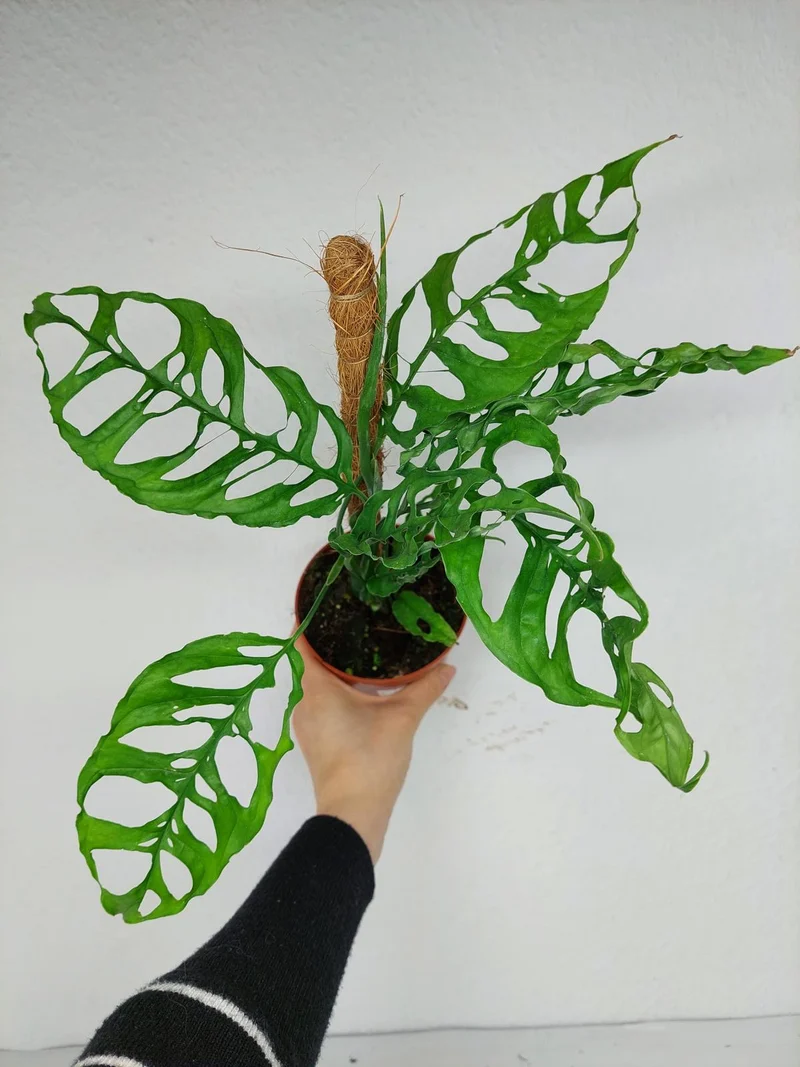 Monstera Obliqua Peru