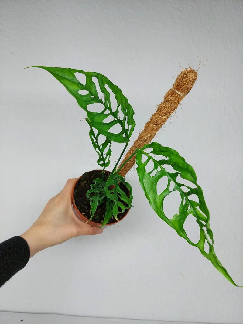 Monstera Obliqua Peru
