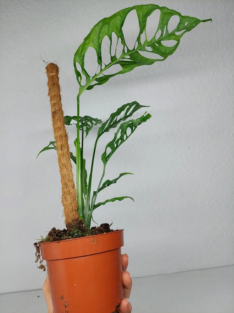 Monstera Obliqua Peru