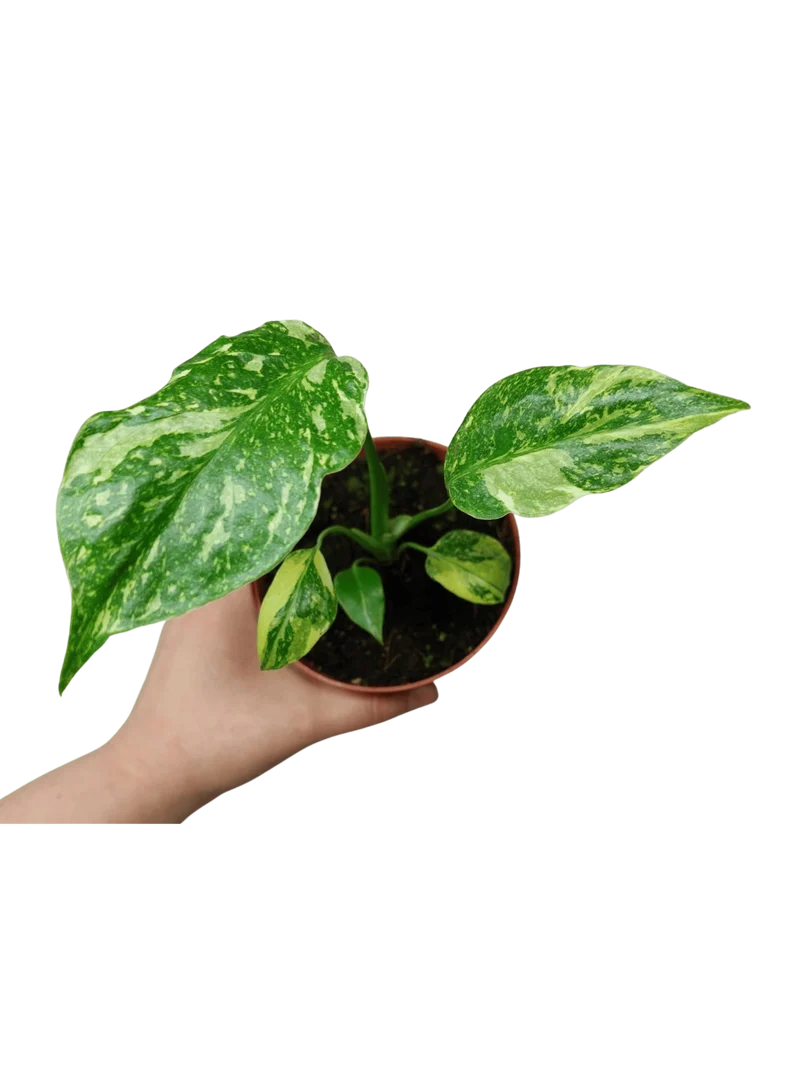 Monstera Electrolight / Electrolyte