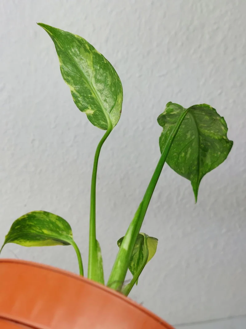 Monstera Electrolight / Electrolyte