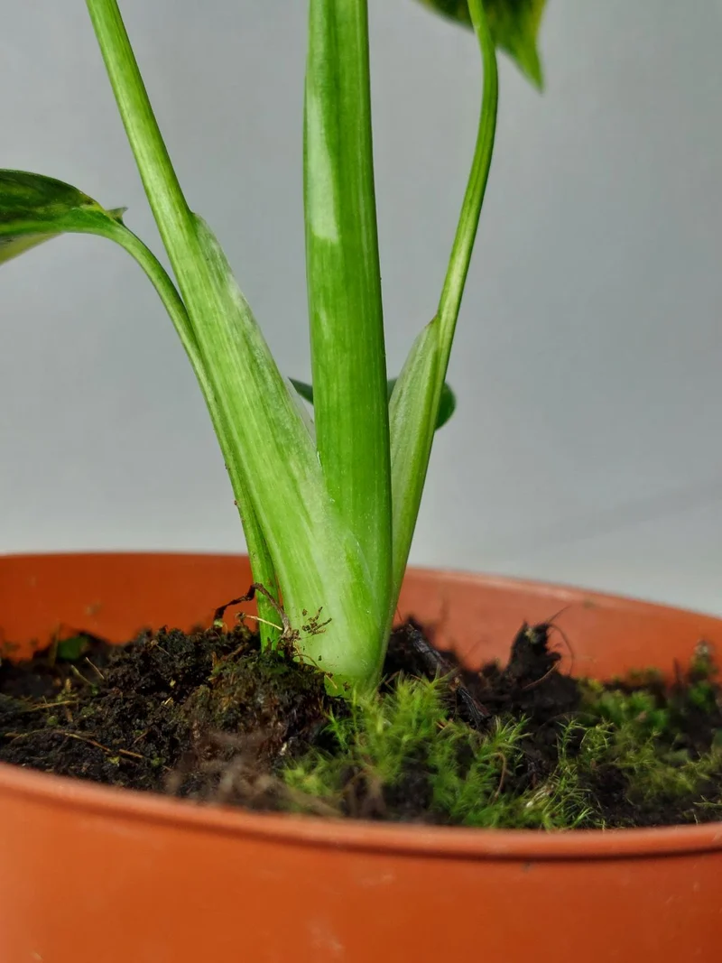 Monstera Electrolight / Electrolyte