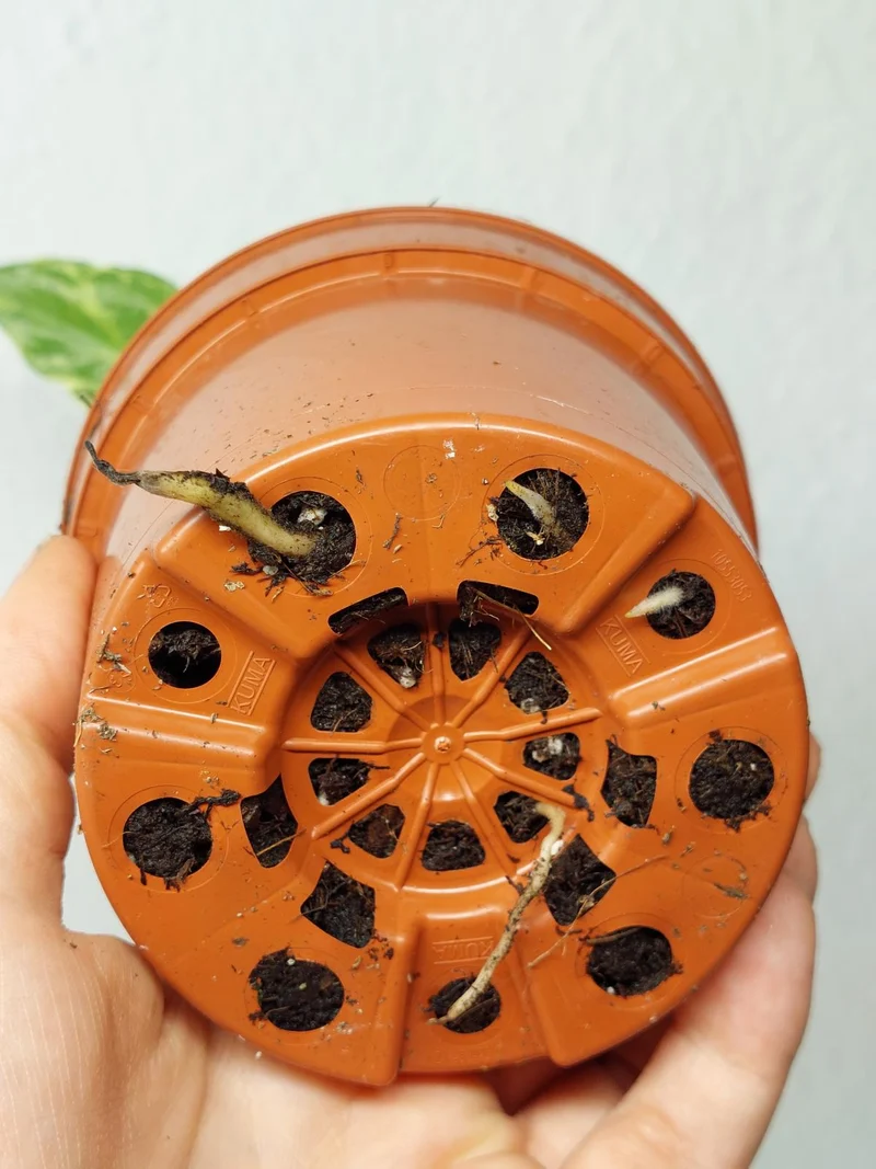 Monstera Electrolight / Electrolyte