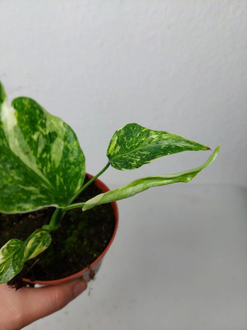 Monstera Electrolight / Electrolyte