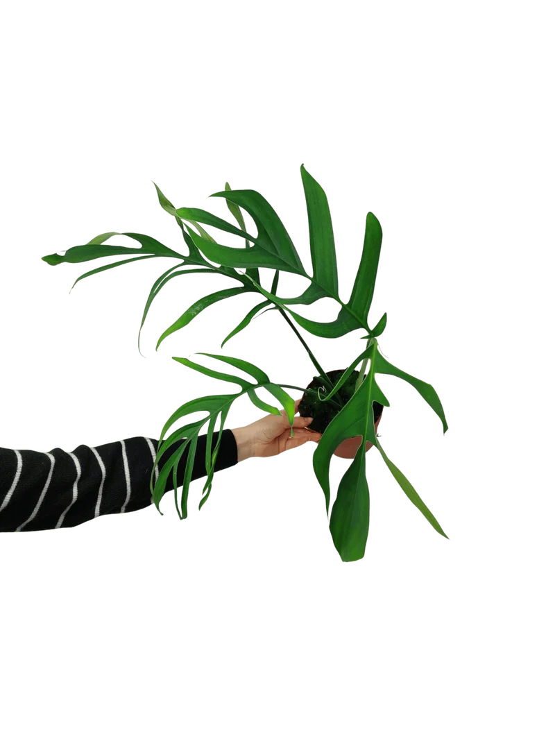 Monstera Croatii