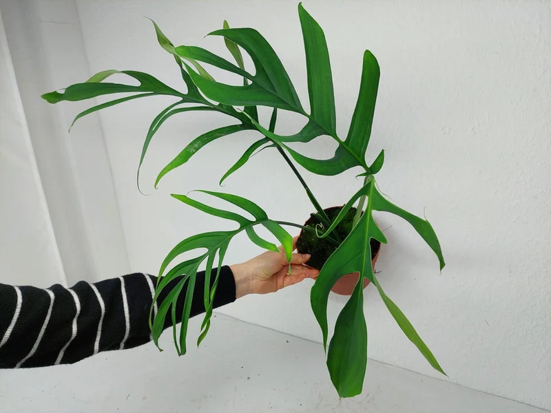 Monstera Croatii