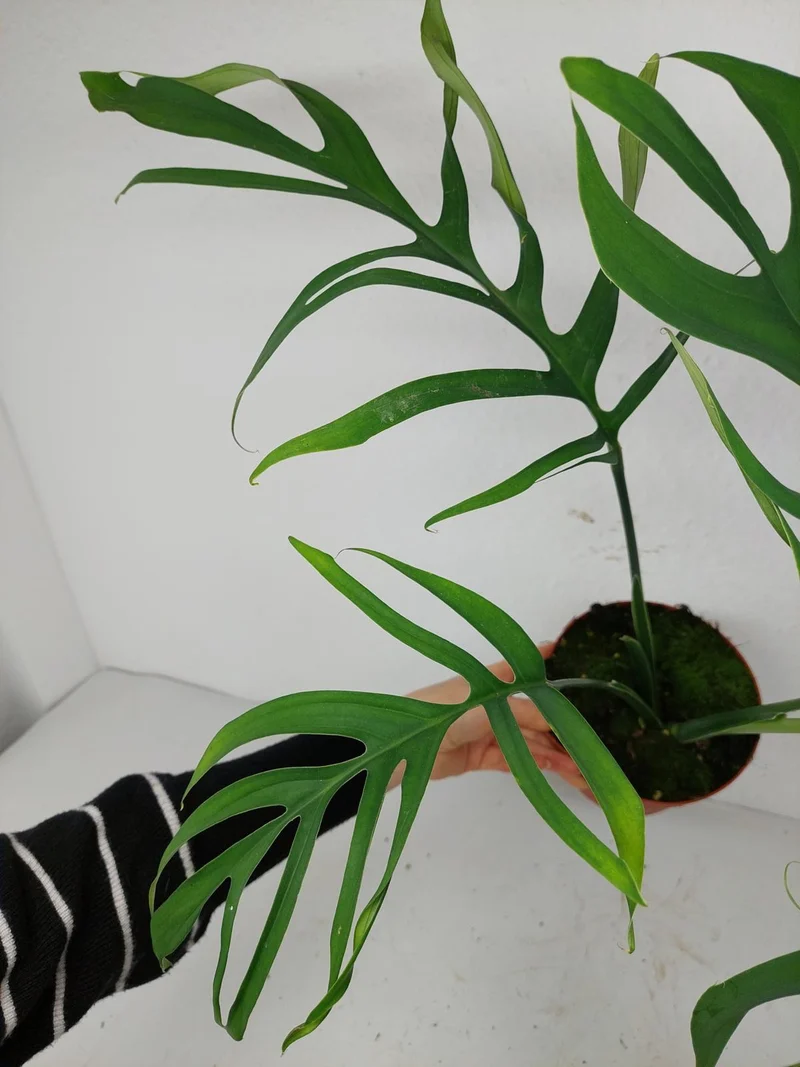 Monstera Croatii